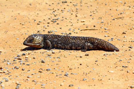澳大利亚农村短尾蜥蜴(tiliquarugosa)在澳大利亚农村地区大量存在