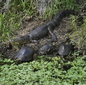 鳄鱼和海龟