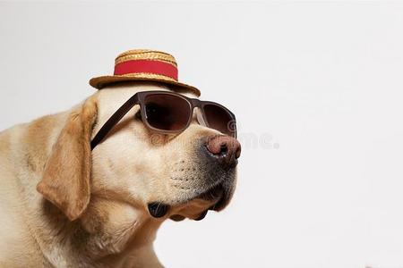戴着太阳镜和帽子的拉布拉多猎犬