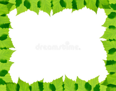 绿桦叶架