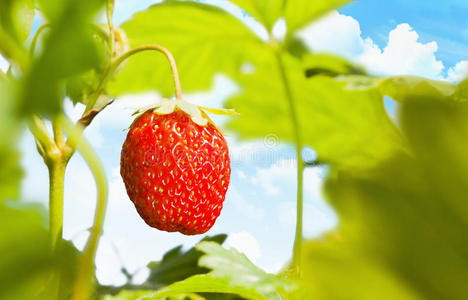 分支 甜的 天空 植物学 花园 夏天 草莓 水果 草地 浆果