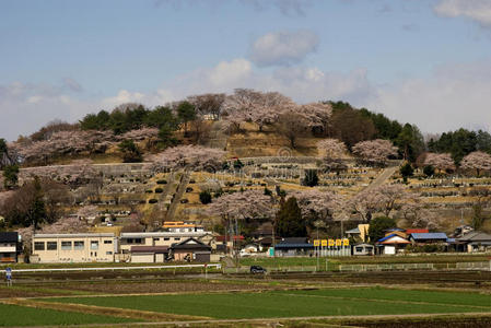 樱花，本州，日本