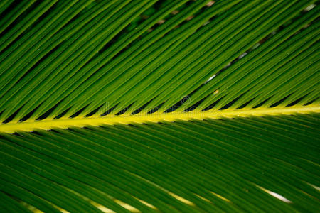 西米棕榈植物叶子的特写镜头