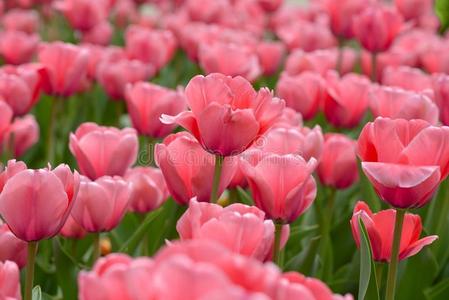 美丽的粉红色郁金香花园照片
