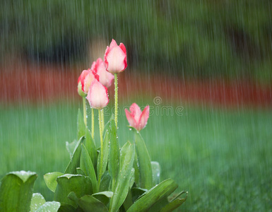 花雨图片