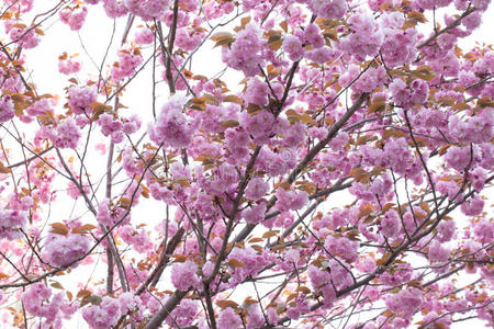 盛开的双樱花树图片