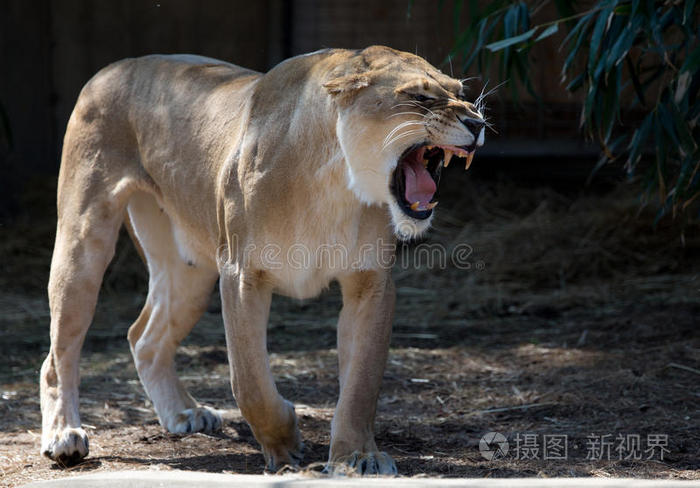 母狮子吼