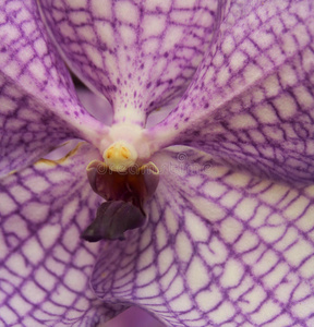 紫白兰花图片