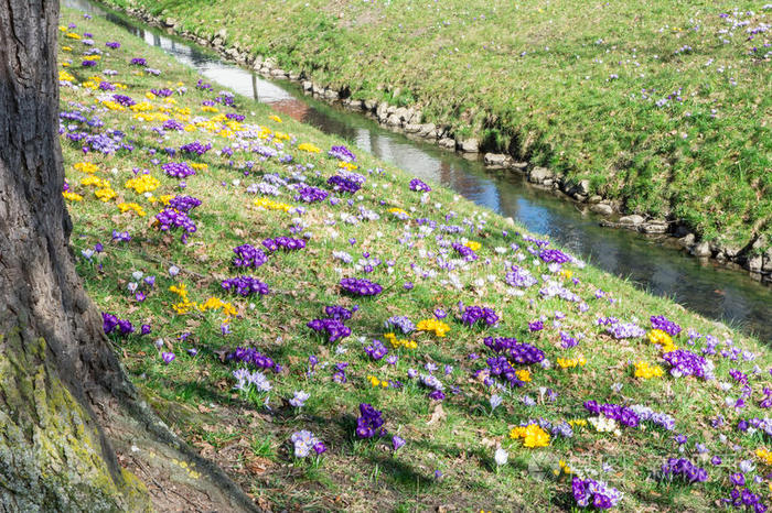 小溪和番红花