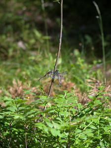 特写镜头 合胞体 夏天 颜色 花园 昆虫 分支 生活 蜻蜓