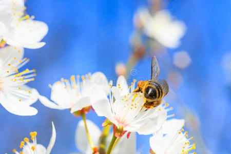 春暖花开