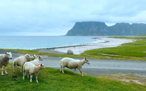 haukland beach夏日景观挪威，lofoten。