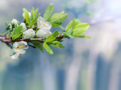 樱花枝