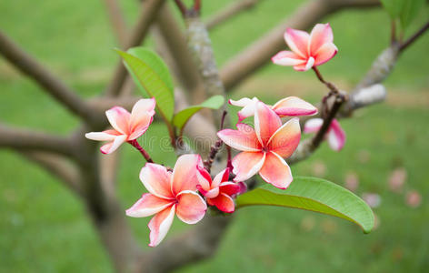 鸡蛋花