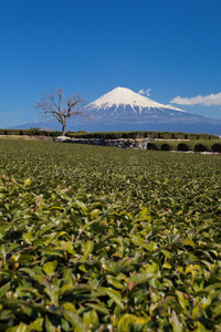 富士山