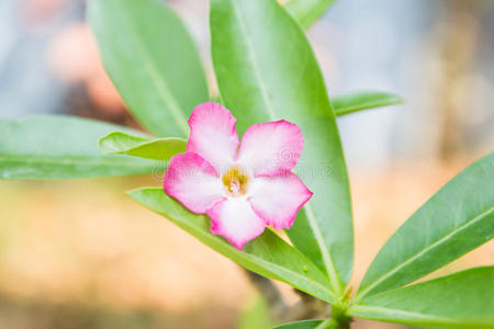 沙漠玫瑰花