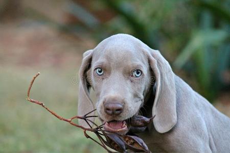 威马拉纳猎犬犬