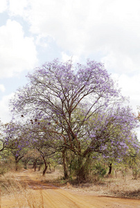 肯尼亚的悬铃木图片