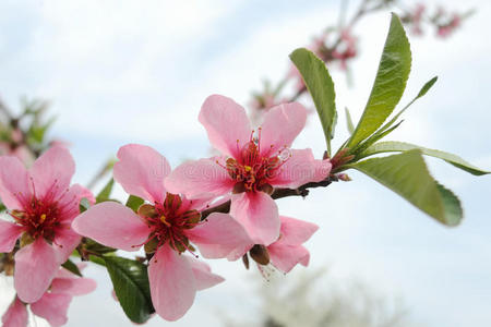 盛开的桃树