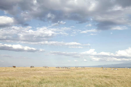 肯尼亚奥佩杰塔保护区的戏剧性云和开阔草地