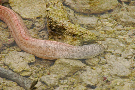 插丰满小少妇图片