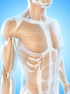 乳房肌肉机器人 android 男性医生在白色背景上做乳房x线检查男性和