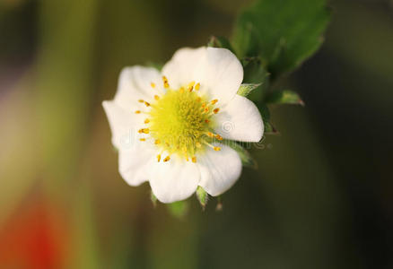 草莓花