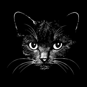 猫头矢量图照片