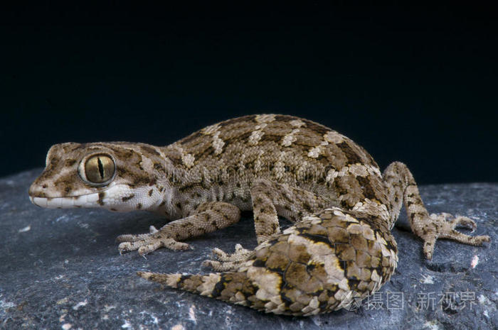 蝰壁虎照片-正版商用图片1aygcr-摄图新视界