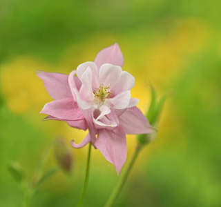 金雀花