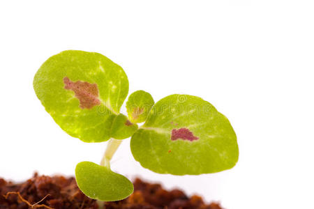 椰子属植物在椰子基质上的幼芽