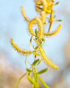 柔花柳枝