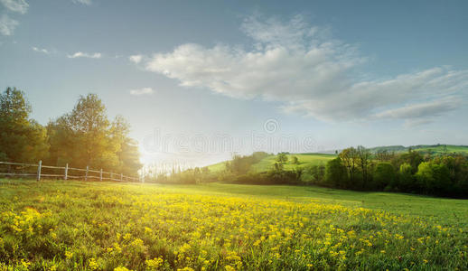 美丽的风景，清晨的田野，美丽的黄花映入眼帘。