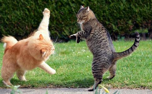 格里芬在花园里图片-格里芬在花园里素材-格里芬在花园里插画-摄图新