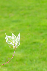 框架 植物 树叶 环境 公司 森林 植物学 分支 花的 自然