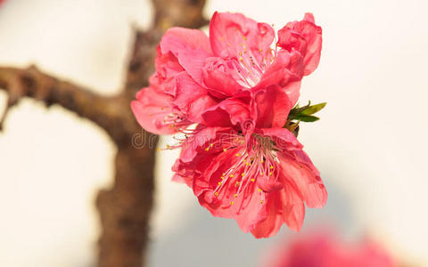 特写镜头 盛开 美丽的 花园 梅子 花瓣 拍打 美女 墙纸