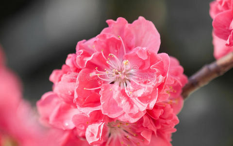 季节 自然 特写镜头 植物区系 花瓣 颜色 分支 夏天 果园