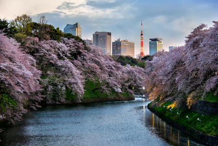 樱花东京城景