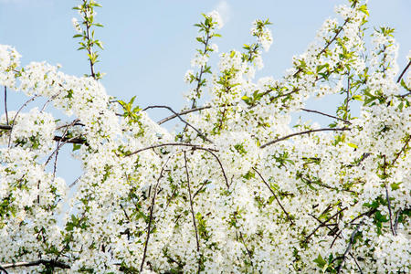 春园樱花树