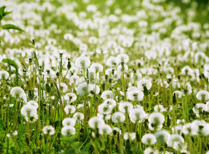 绿色草地上白色蓬松的蒲公英图片