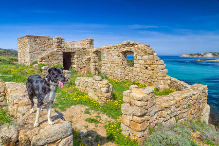 一只边境牧羊犬站在科西嘉海岸的废墟上