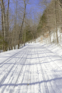 森林里被雪覆盖的道路