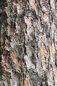 时间 自然 树皮 木材 年龄 破裂 纹理 树干 古老的 松木