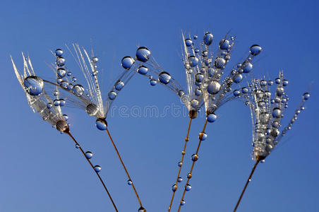 露水蒲公英图片