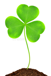 绿色植物三叶草图片