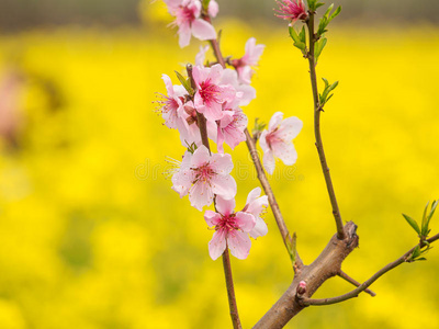 春花系列，油菜田桃花盛开