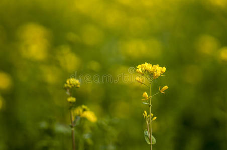 油菜花图片