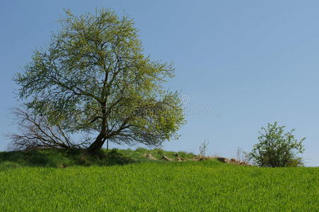 孤独 国家 乡村 树篱 地平线 篱笆 夏天 领域 田园诗