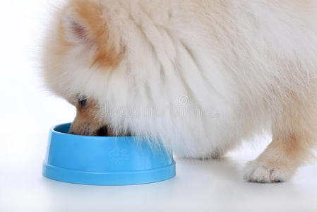 白色波美拉尼亚小狗吃食物