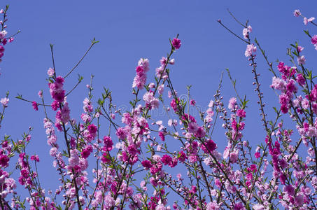 开花 春天 花儿 天空 夏天